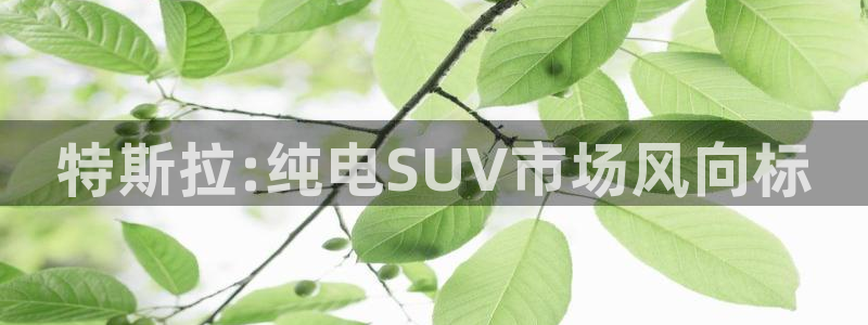 新宝gg技术:特斯拉:纯电SUV市场风向标